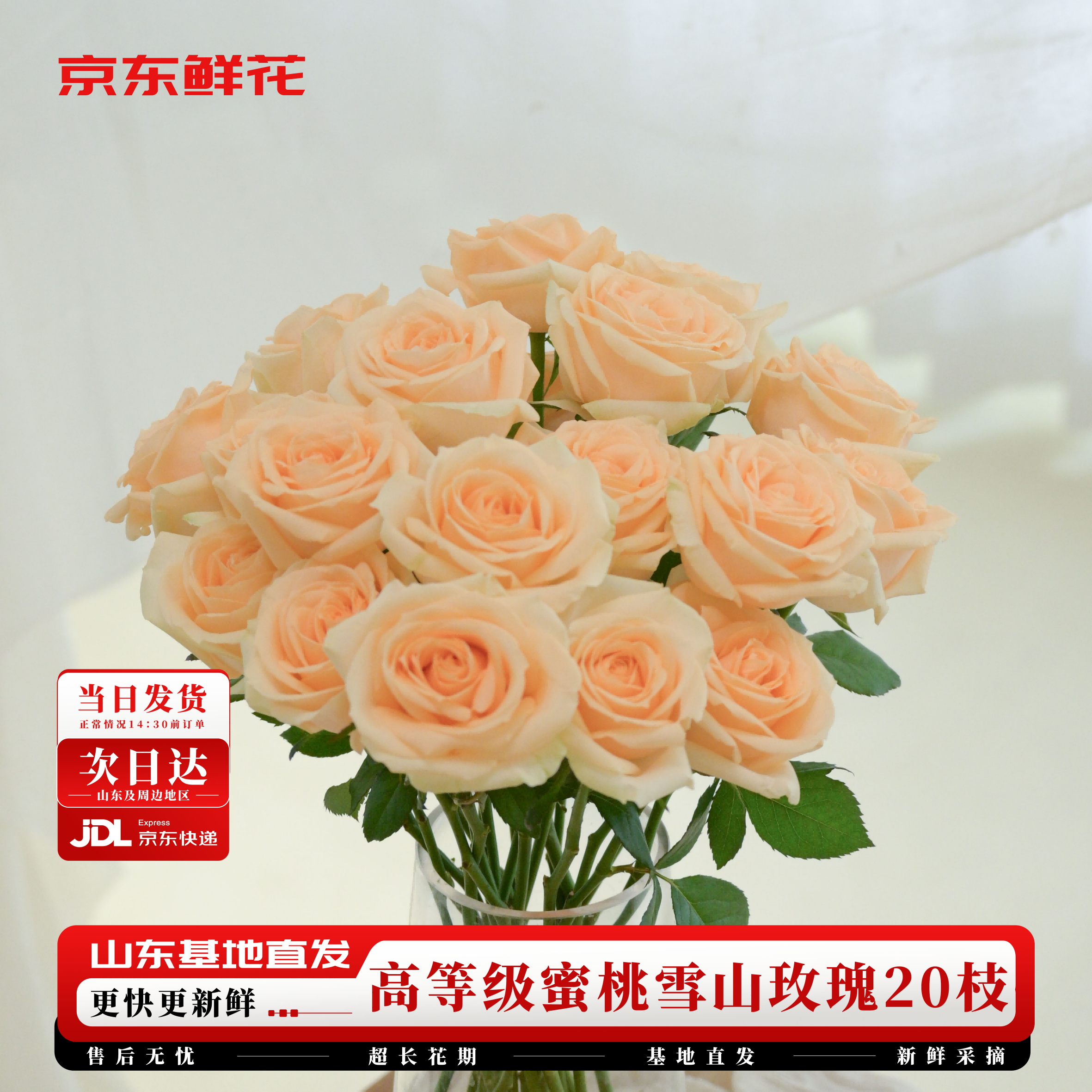 京东鲜花玫瑰花【蜜桃雪山】20枝枝长50-55cm鲜切花礼品花束基地源头直发