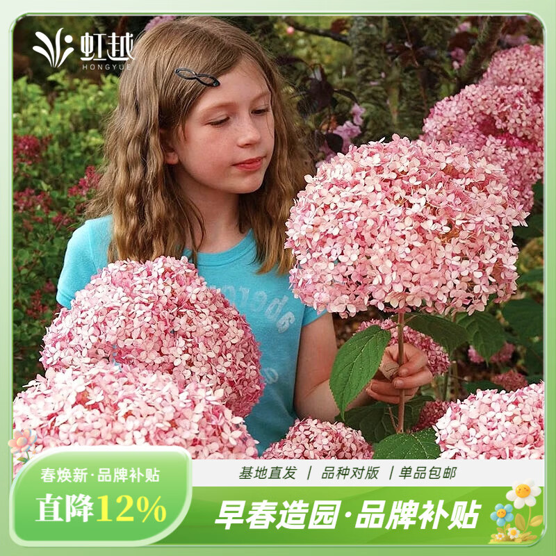 虹越（HONGYUE）绣球花盆栽苗15cm带盆大花系列花色丰富阳台庭院绣球花卉 【乔木绣球】“贝拉安娜”150#带盆