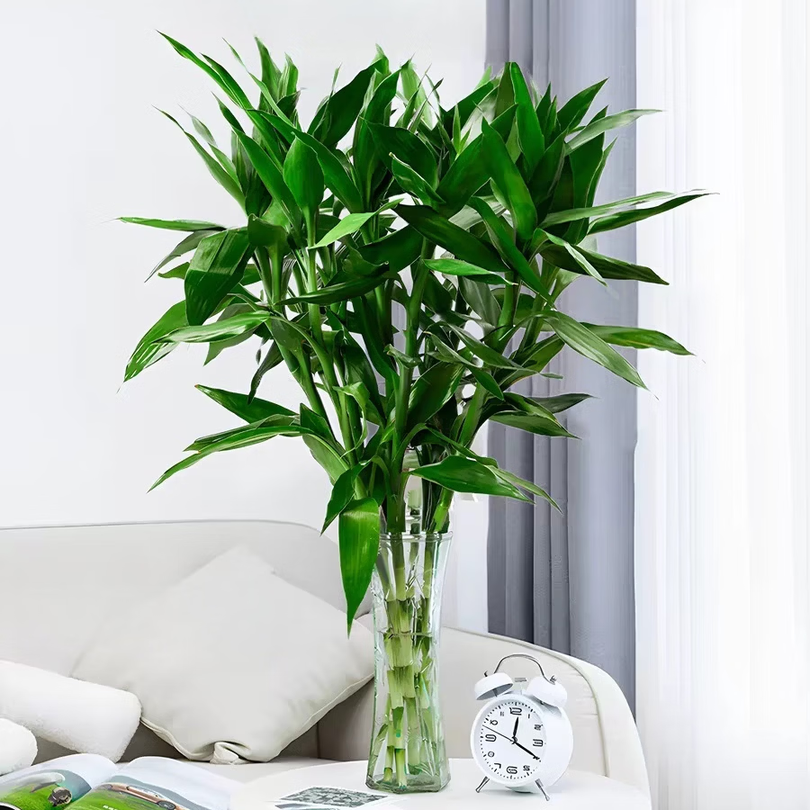 富贵竹水培植物室内招财绿植插瓶插花净化空气转运竹生活鲜花 富贵竹65cm10支 图 4