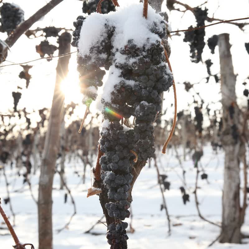 华龙干红山葡萄酒特酿级750ml通化产区干红酒12.5%vol产地发货干红 特酿干红750ml*6瓶(整箱)