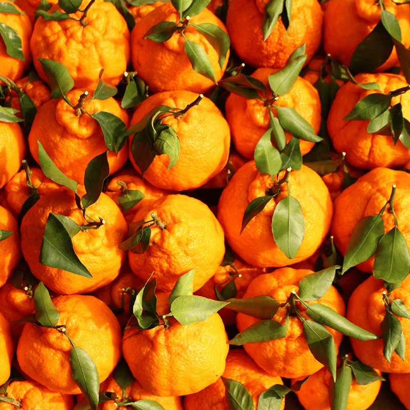 MZPLOI特大果 单果80MM+ 四川不知火丑橘 4.5斤装净重4斤 拍2份合发一箱 不知火丑橘* 净重4斤 果径80mm+*