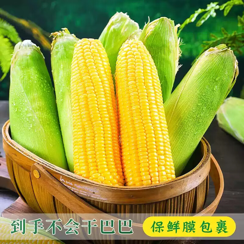 薏品甄鲜云南水果玉米 新鲜蔬菜嫩玉米带皮 产地直采 水果玉米4.5-5斤【4-5个】