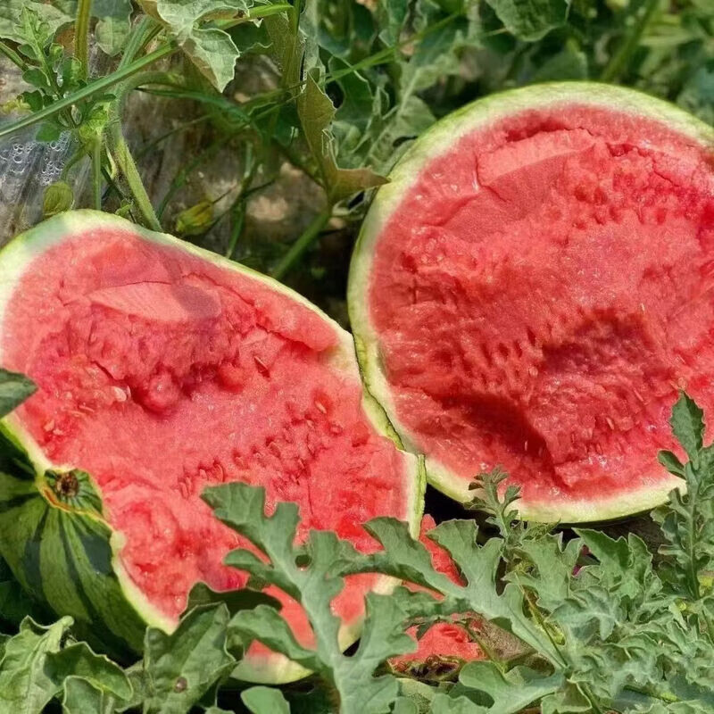 东鲜丰西双版纳西瓜麒麟西瓜正宗美都麒麟瓜冰糖红瓤西瓜当季新鲜水果 净重7-8斤【气柱+泡沫箱】