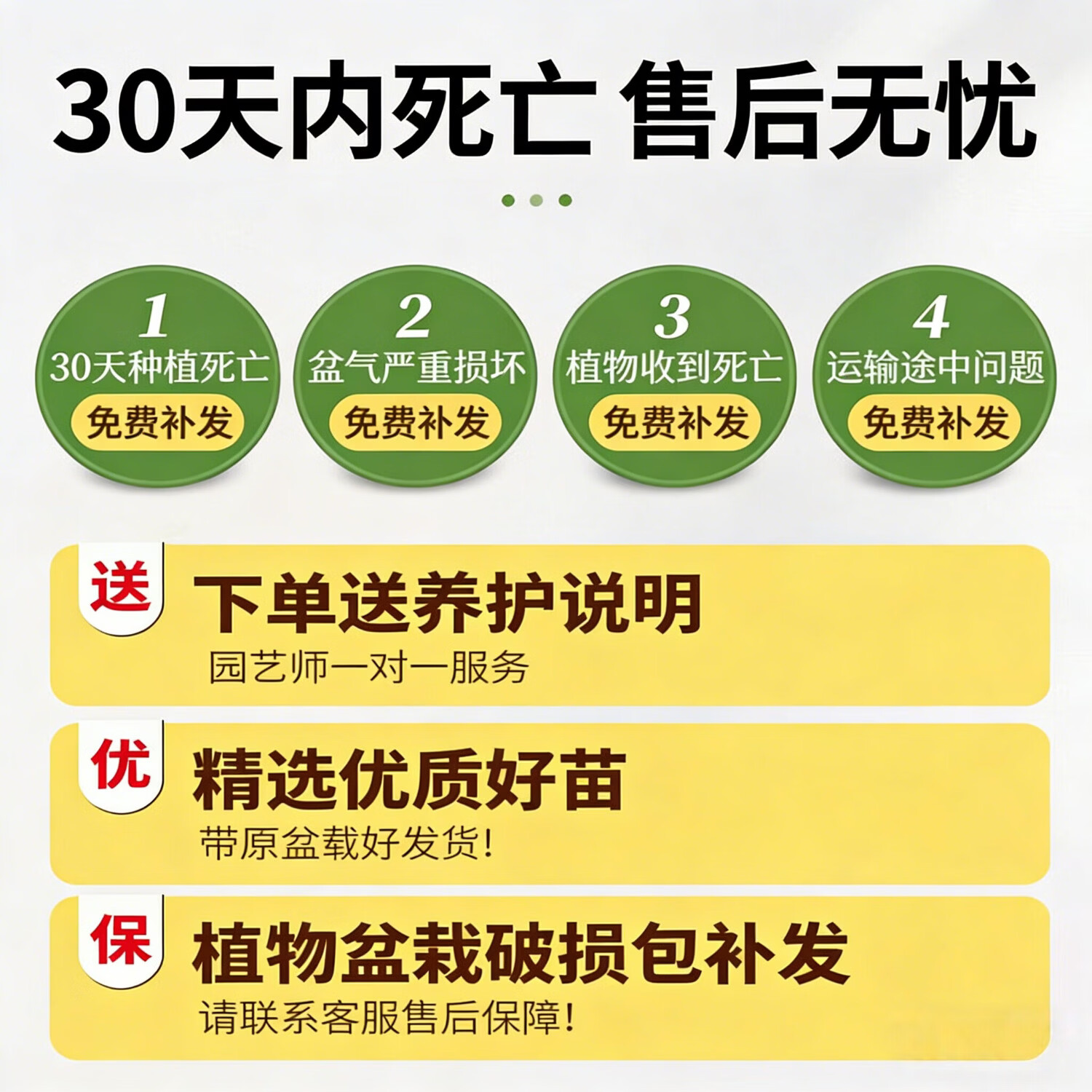 雅致天堂鸟盆栽室内客厅大型绿植办公室大叶植物花卉鹤望兰新房去甲醛 精品天堂鸟1.4-1.6米【白色罗马柱树脂盆】