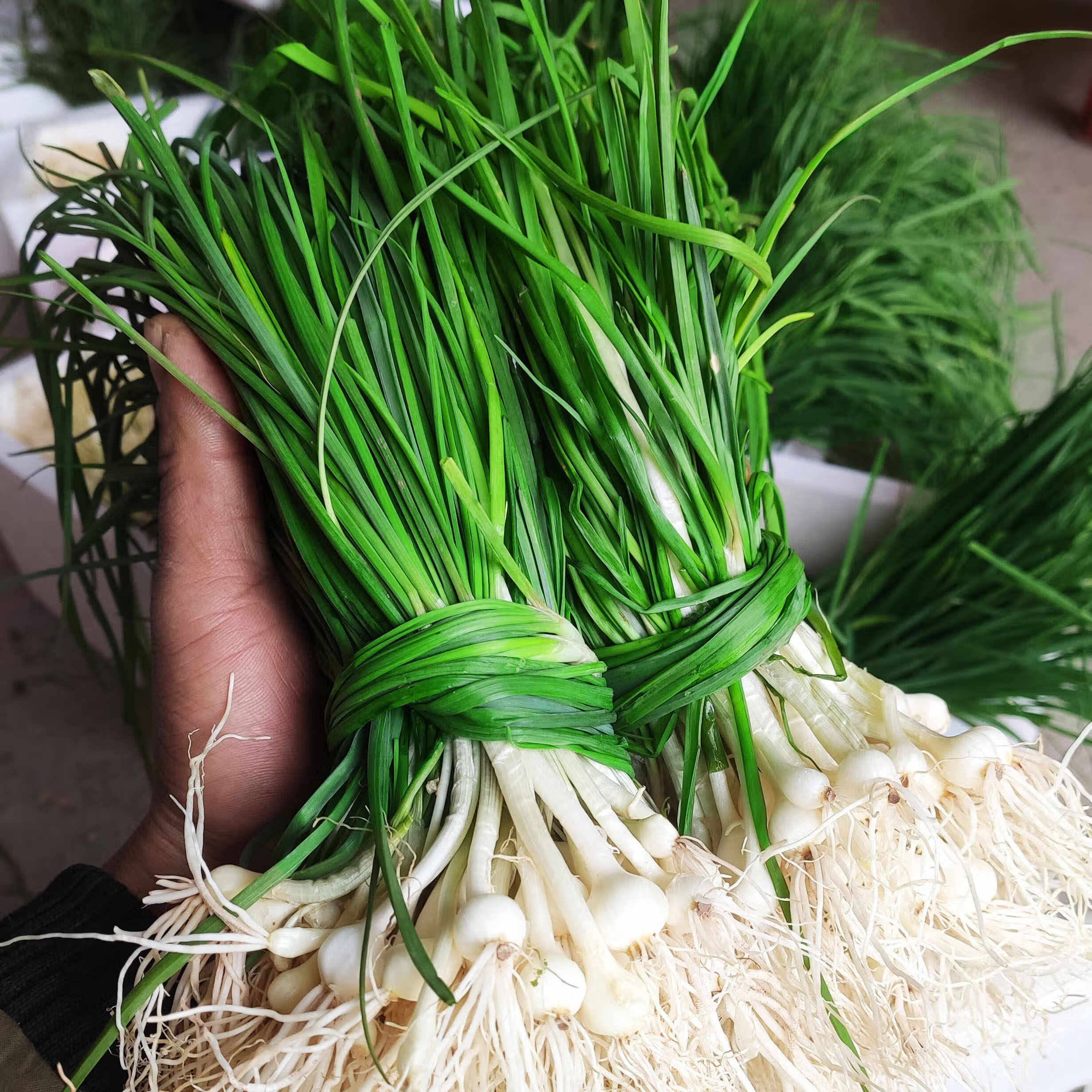 正宗野生野葱 新鲜采摘 山野菜小根葱 农家自采生鲜蔬菜 1500g