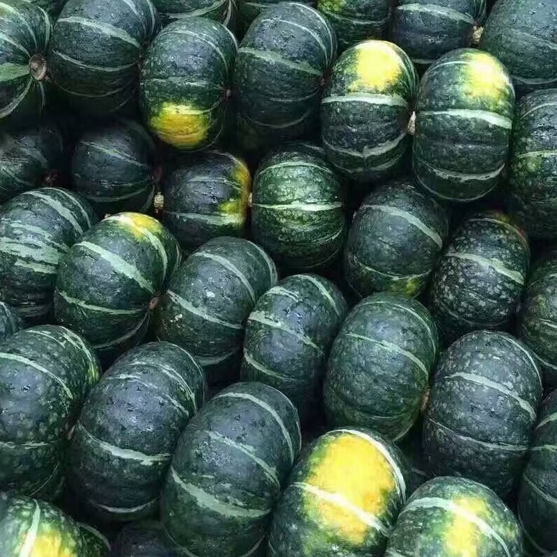 玖原农珍  贝贝板栗南瓜现摘新鲜南瓜含箱 5斤优选果250g+