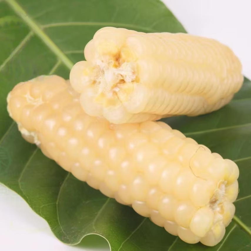 彩云之南西双版纳白拇指小玉米自然生长新鲜现摘现发燕麦真空包装 白拇指小玉米500克/袋 （普通箱）