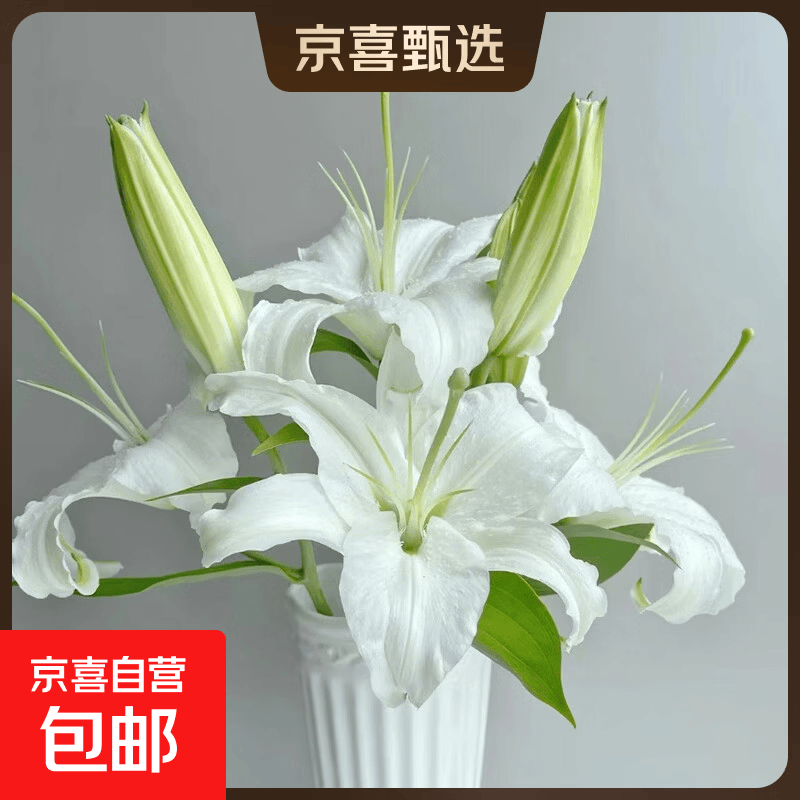 百合鲜切花云南基地直发水养插花母亲节520送妈妈  爱人暖心礼物 白色香水百合12朵