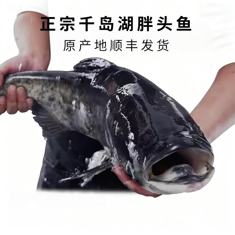 源外园千岛湖胖头鱼活鱼到家 花鲢胖头鱼 大头鱼鲜活乌鲢鱼鳙鱼淡水特产 4-5斤活鱼【包活到家】