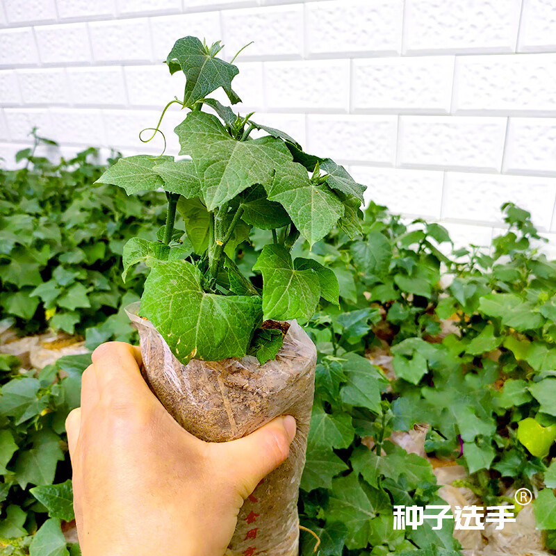 佛手瓜苗子 10棵【带土 批发】