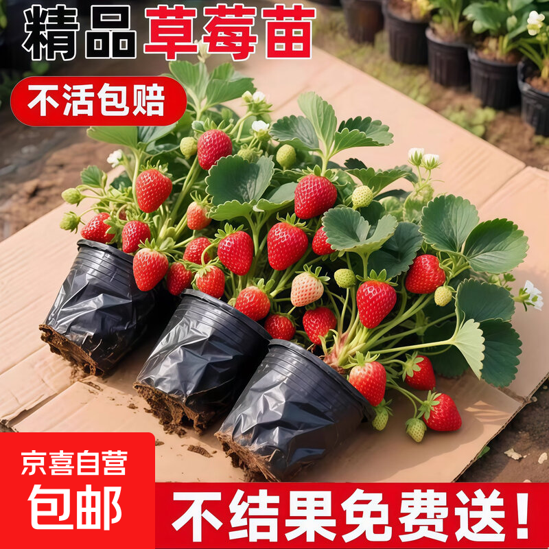 四季奶油草莓苗带土带育苗盆苗当年结果新鲜草莓秧苗阳台种植结果 四季草莓苗*5盆 原盆带土发货