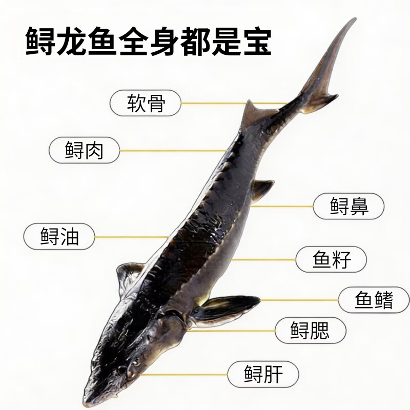 源外园鲟鱼鲜活大鱼中华养殖鲟龙鱼包活到家软骨无刺冷水鱼送礼鲟鱼礼盒 16-18斤/条【数量稀少,营养价值高】