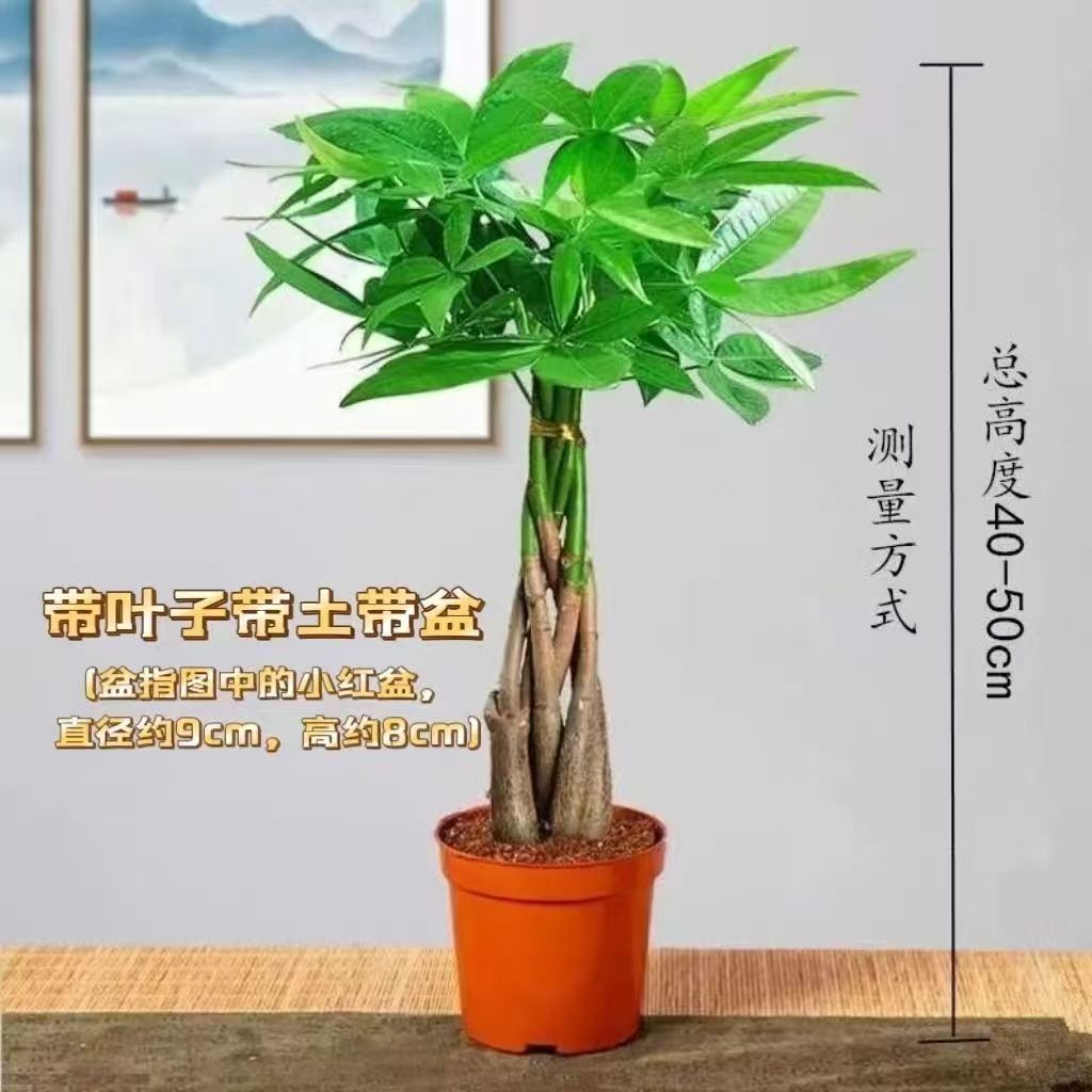 种花迷发财树大型独杆树庆典乔迁绿植办公室盆栽客厅大型植物花卉金钱树 辫子发财树50-60厘米+肥料 含盆