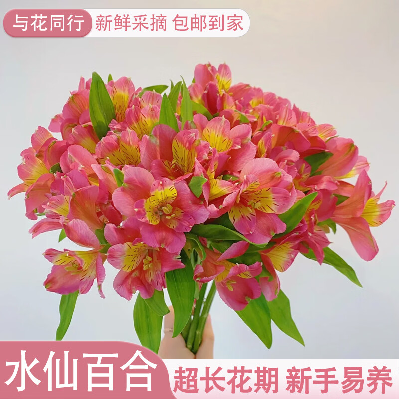 与花同行六初花水仙百合鲜花云南斗南基地直发水养家庭客厅办公室水培真花 【买10支送10枝】随机色水仙百合 生花苞发货  养护后开放变大