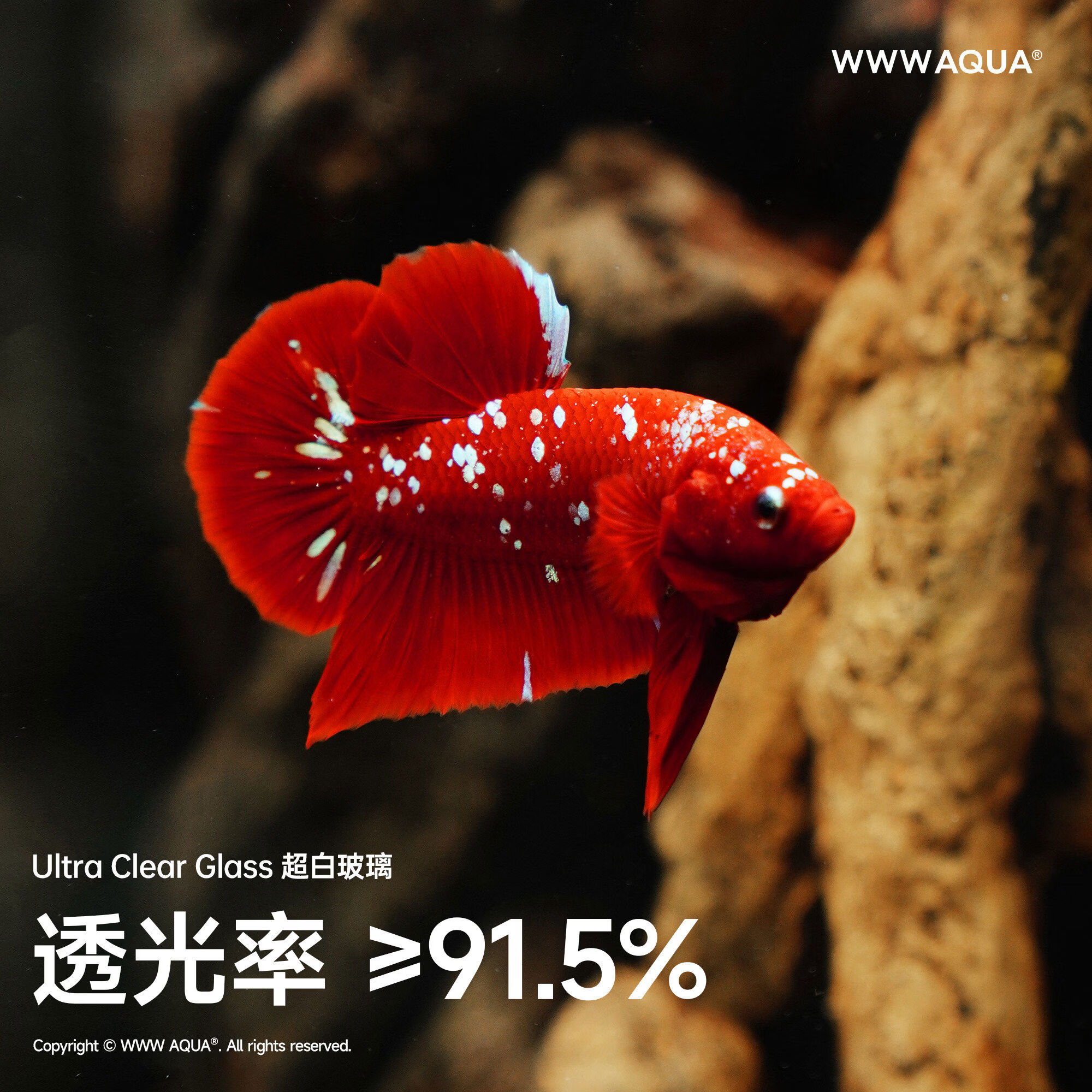 古化石系列霸王微景观造景斗鱼超玻璃家居桌面小鱼缸 化石系列霸王净化套装PLUS 21x21x32cm