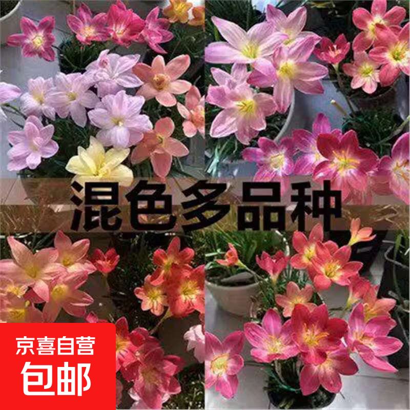 重瓣风雨兰种球带花苞胖丽丽花葱兰种子阳台四季耐寒带牙盆栽花卉 混色风雨兰 2颗球新手试种