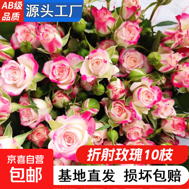 折射多头玫瑰花鲜花云南基地直发七夕情人节鲜切花礼物花束 多头玫瑰-折射10枝【50-60cm】