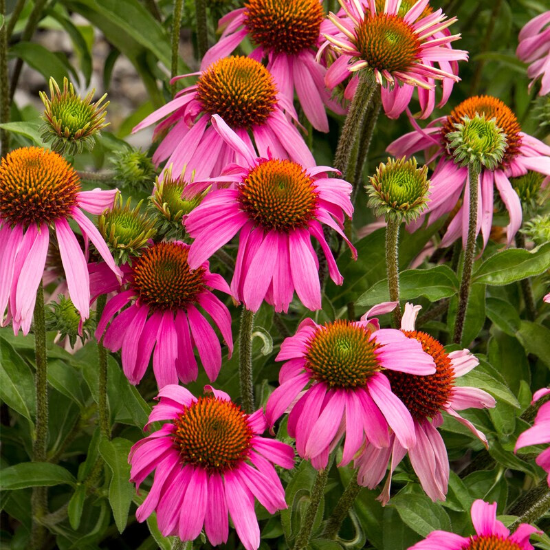萌吖吖花卉种子 花园庭院阳台赏花切花种子 紫松果菊 淡紫色