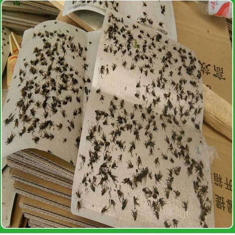 猫山王（musang king）强力粘蝇纸板苍蝇贴家用粘苍蝇捕蝇器灭苍蝇家庭养殖场粘灭苍蝇虫 100张升级装+10袋诱饵