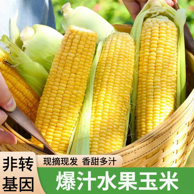 薏品甄鲜云南水果玉米 新鲜蔬菜嫩玉米带皮 产地直采 水果玉米4.5-5斤【4-5个】