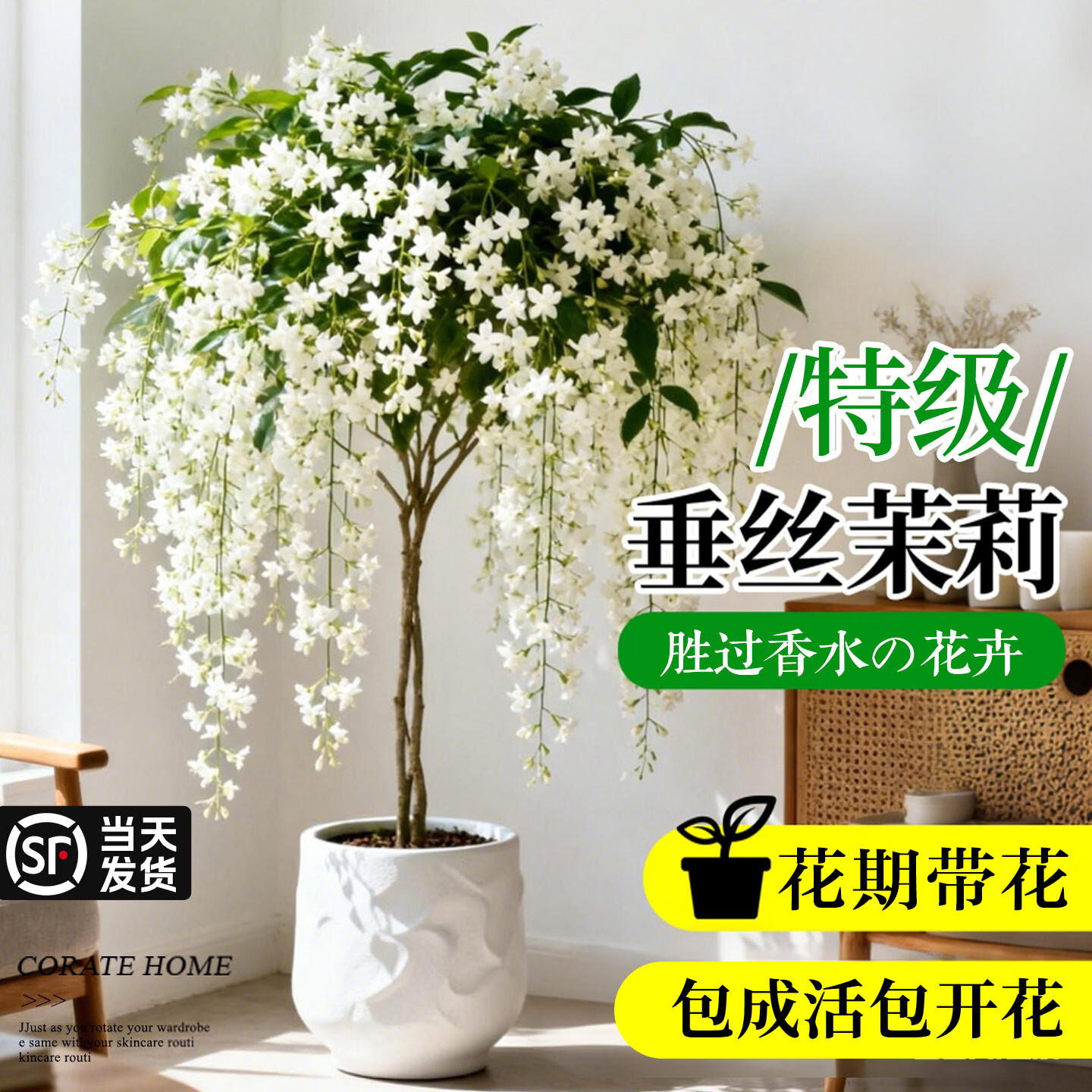 临雅垂丝茉莉老桩盆栽带花苞阳台室内垂吊风车易活四季绿植物花卉开花 垂丝茉莉特大苗【1.5加仑】