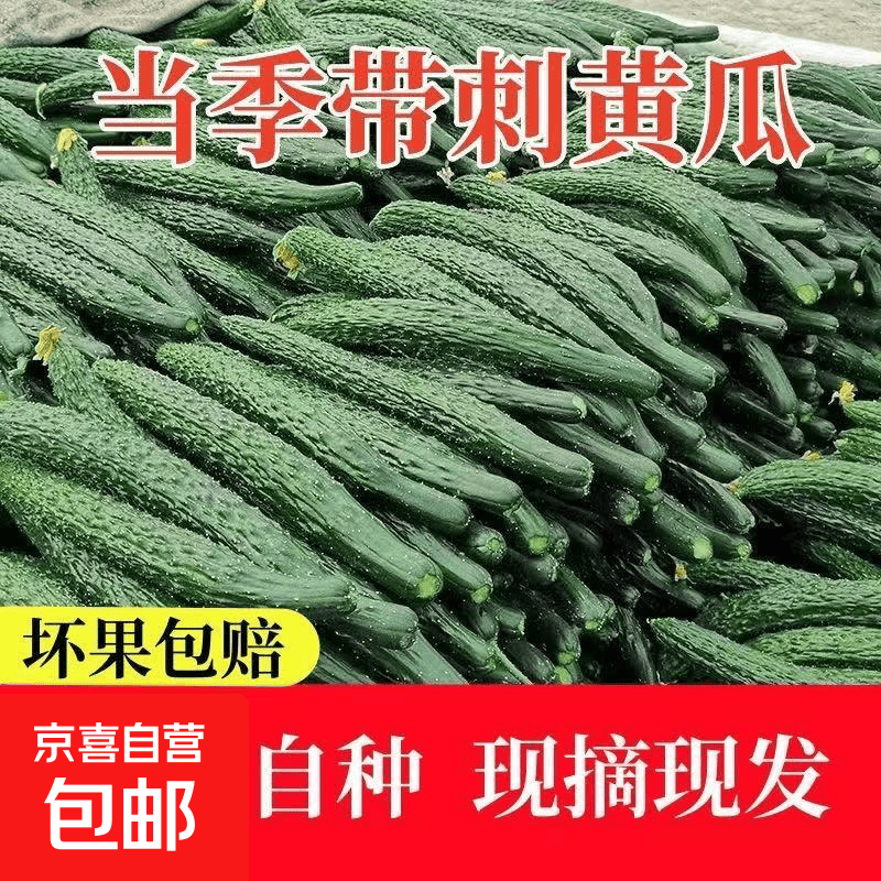 云南刺黄瓜新鲜现摘清爽解腻刺黄瓜拌菠萝可生吃蔬菜带刺应季绿芯 农家自种刺黄瓜净重 3.7斤 带箱4斤