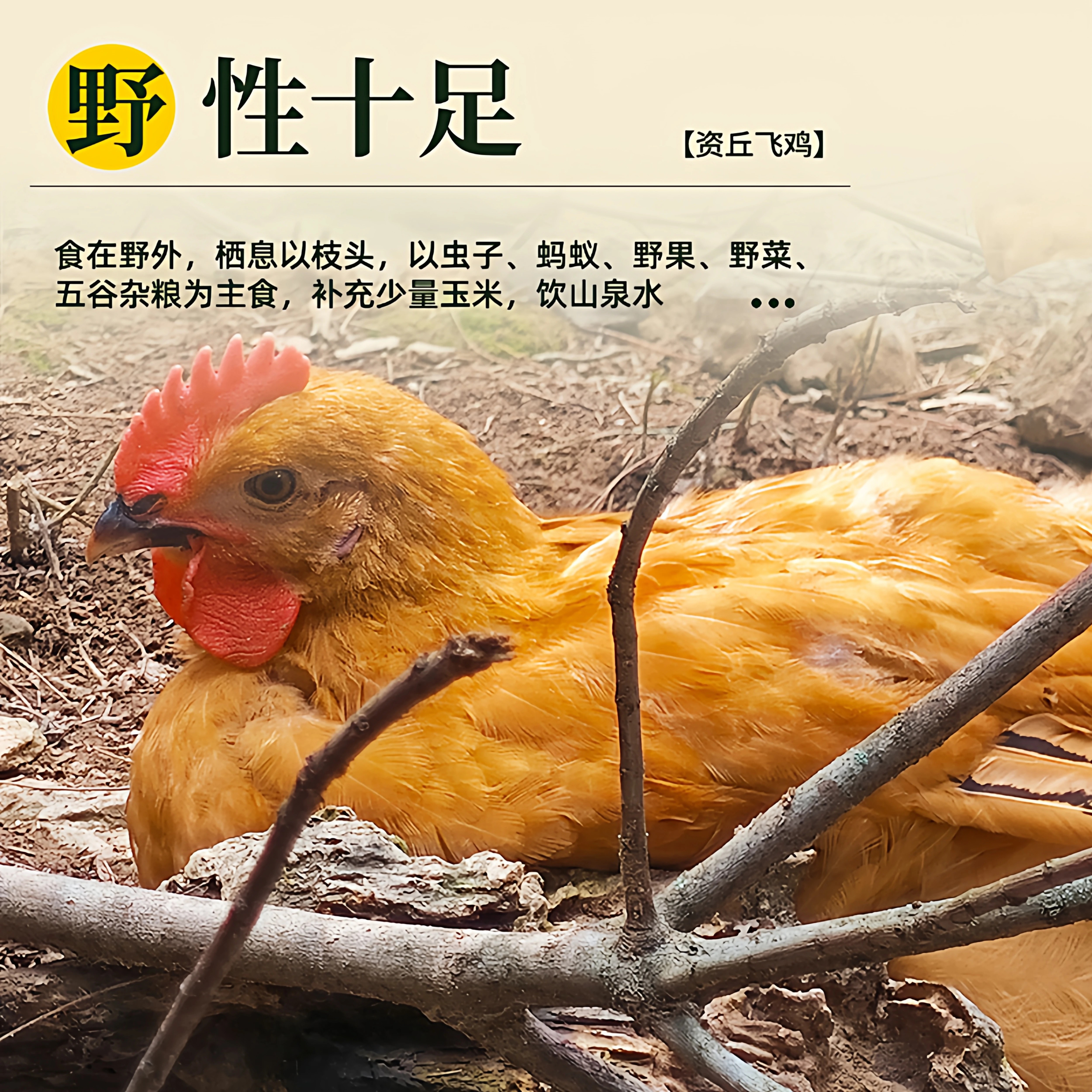 资丘飞鸡生态散养飞鸡资丘飞鸡700天现杀走地鸡孕妇炖汤土鸡老母鸡家养 资丘飞鸡蛋24枚礼盒装限量售卖