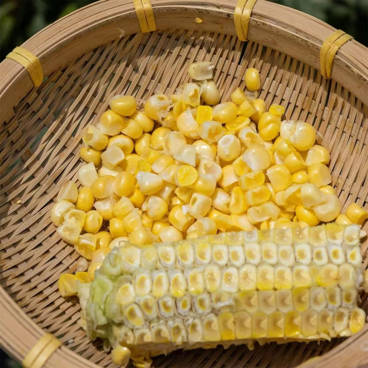 农锅锅玉米云南水果玉米甜玉米金银玉米双色玉米精选多汁带绿皮 鲜玉米带箱9斤净重8.2斤