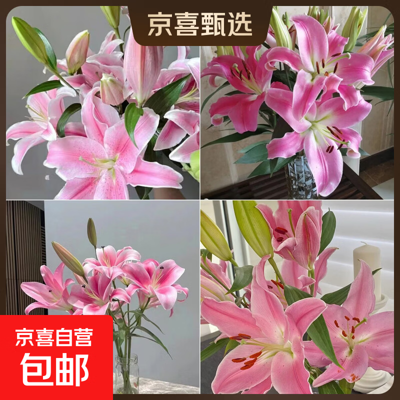 百合鲜切花云南基地直发水养插花母亲节520送妈妈  爱人暖心礼物 粉色香水百合12朵