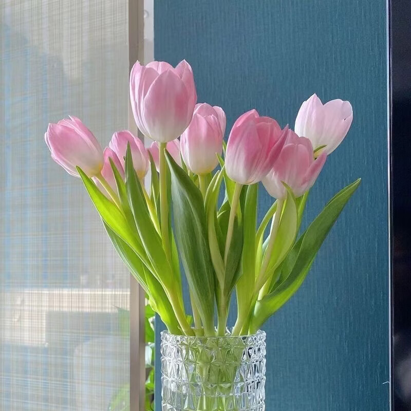 清洁JTTA 郁金香种球水培 混色8颗装盆栽