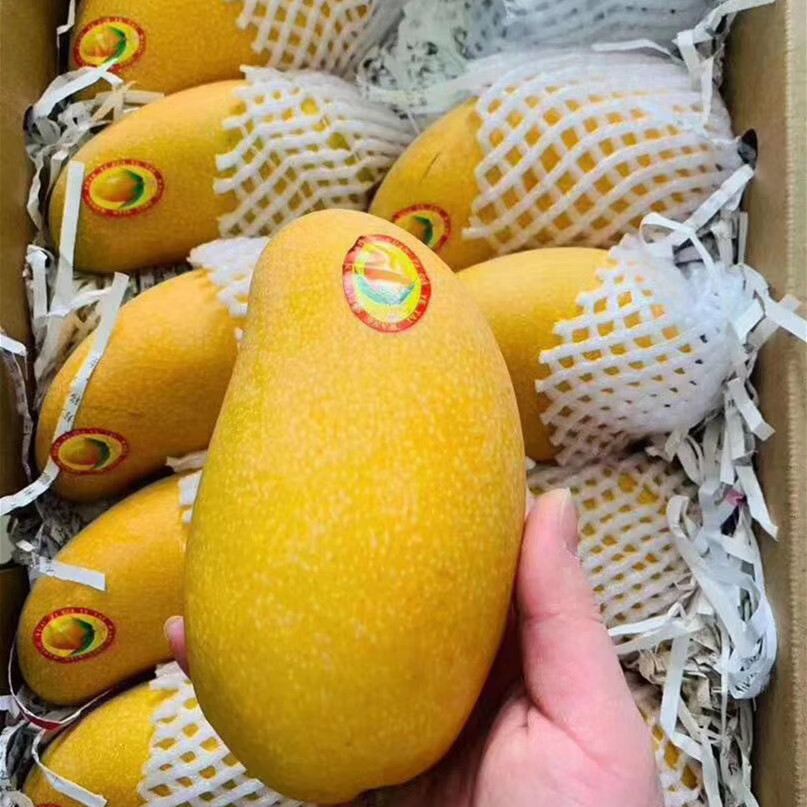 机林有果【树上熟】海南三亚金煌芒果黄皮巨无霸芒果新鲜孕妇水果特产整箱 9-10斤特选大果带箱【单果400g-600g】