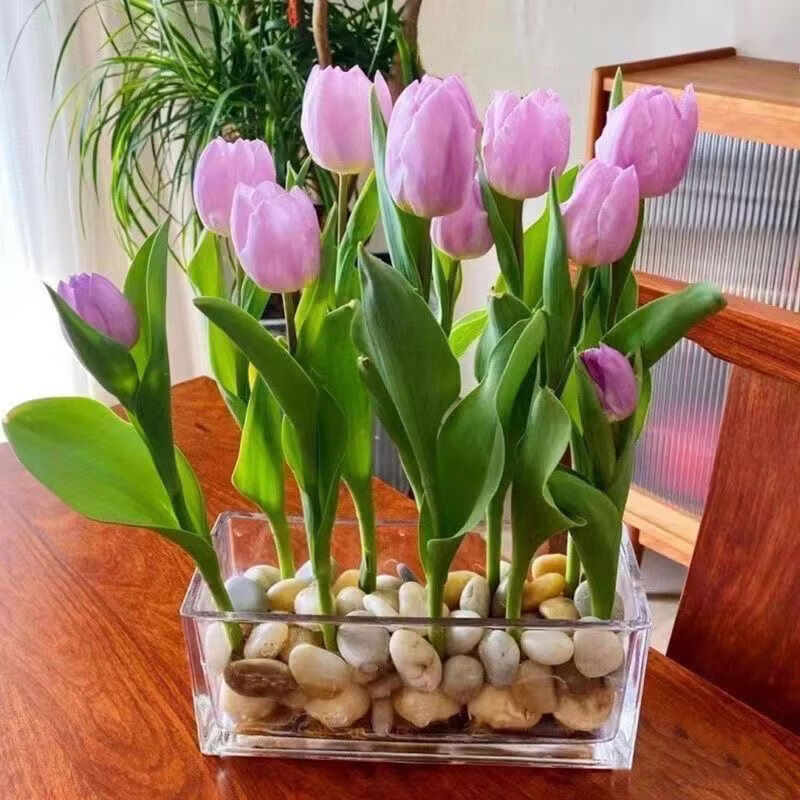 清洁YANG 郁金香种球水培 混色4颗+营养液+水培塑料盆+定值篮