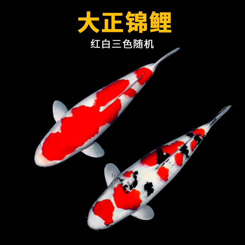 水族活体能查历史价格吗|水族活体价格比较