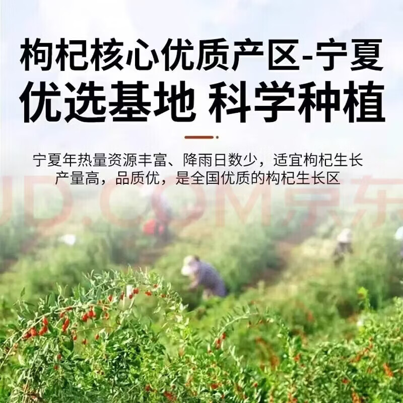 协穆出口级正宗特级宁夏中宁红枸杞子头茬大颗粒养肝明目泡水喝茶养生 红枸杞子 250g*8罐 新货头茬