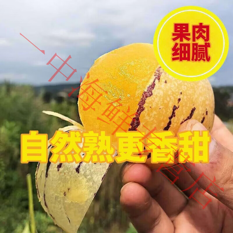 云南石林人参果水果新鲜应季孕妇当季圆果黄肉黄心人生树上熟整箱 正宗云南人参果【爆甜多汁】地头价 净重:5斤特大果(单果100g起)超高回购