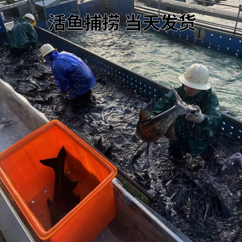 源外园千岛湖胖头鱼活鱼到家 花鲢胖头鱼 大头鱼鲜活乌鲢鱼鳙鱼淡水特产 4-5斤活鱼【包活到家】