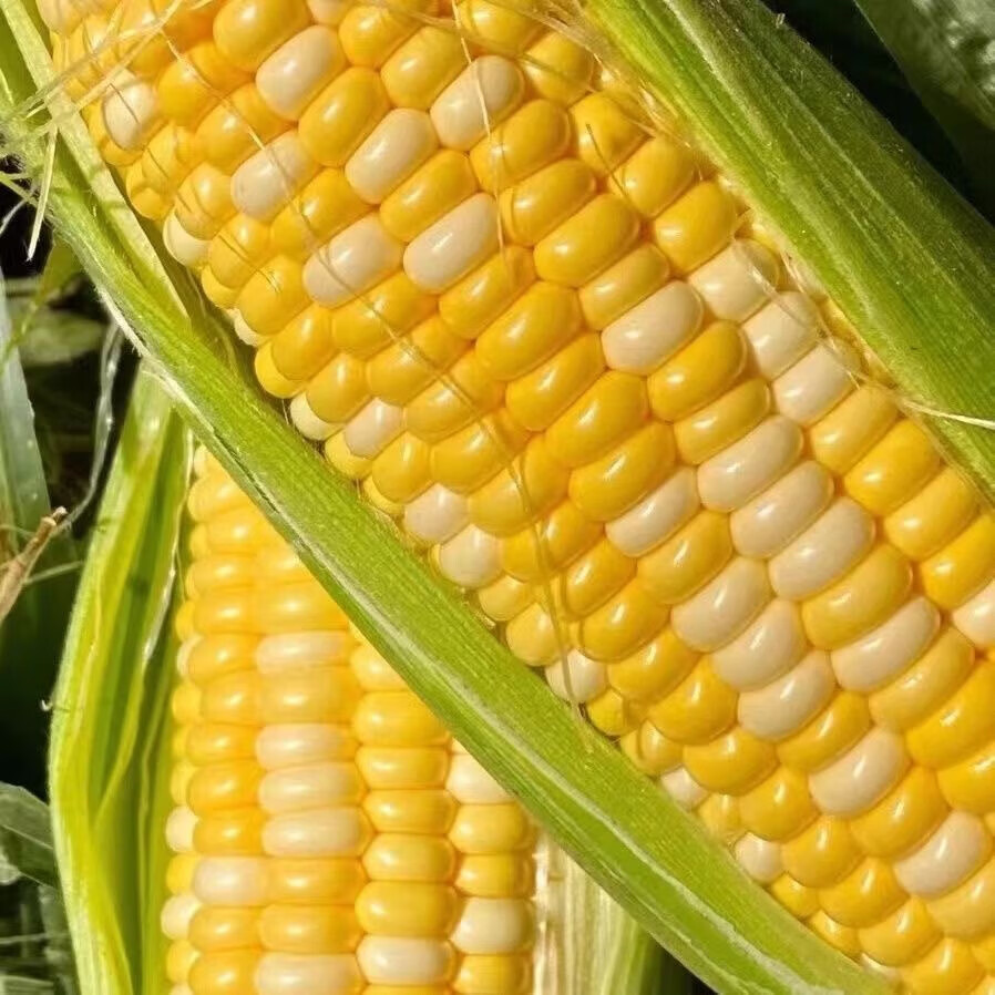 农锅锅玉米云南水果玉米甜玉米金银玉米双色玉米精选多汁带绿皮 鲜玉米带箱9斤净重8.2斤