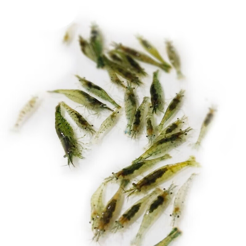达泽侠黑壳虾 活体 顺丰鱼缸水草清洁除藻工具超大观赏米虾宠物饲料