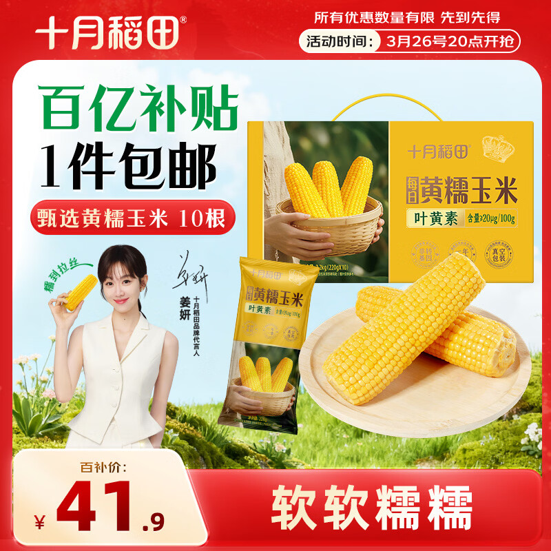 十月稻田 黄甜糯玉米 10根 4.4斤 东北甜黏玉米棒 杂粮礼盒 早餐苞米