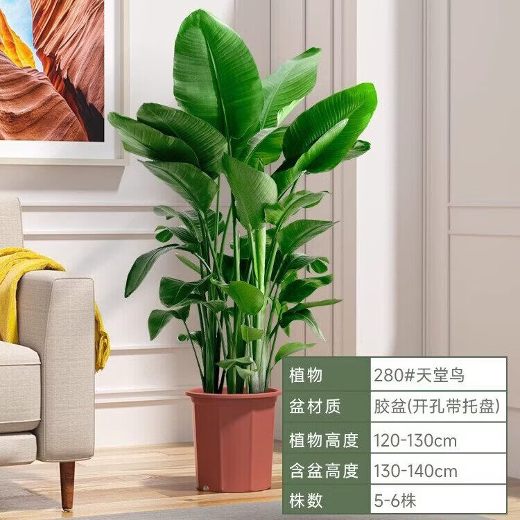 雅致天堂鸟盆栽室内客厅大型绿植办公室大叶植物花卉鹤望兰新房去甲醛 精品天堂鸟1.4-1.6米【白色罗马柱树脂盆】