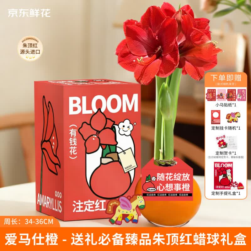 京东鲜花心想事橙进口朱顶红橙色蜡球周长34-36cm母亲节生日礼物源头直发