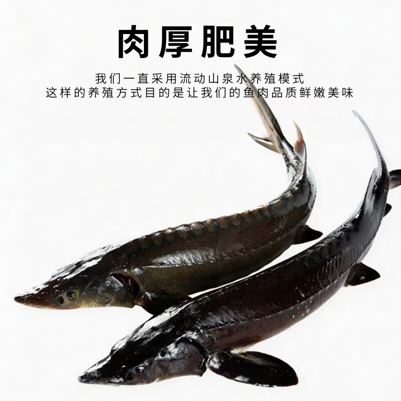源外园鲟鱼鲜活大鱼中华养殖鲟龙鱼包活到家软骨无刺冷水鱼送礼鲟鱼礼盒 16-18斤/条【数量稀少,营养价值高】