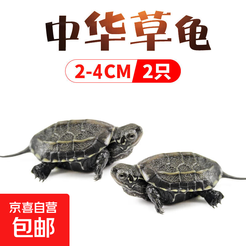中华草龟小乌龟活物 宠物龟家养观赏龟陪伴互动生日礼物 两只草龟2-4cm【小苗活跃】