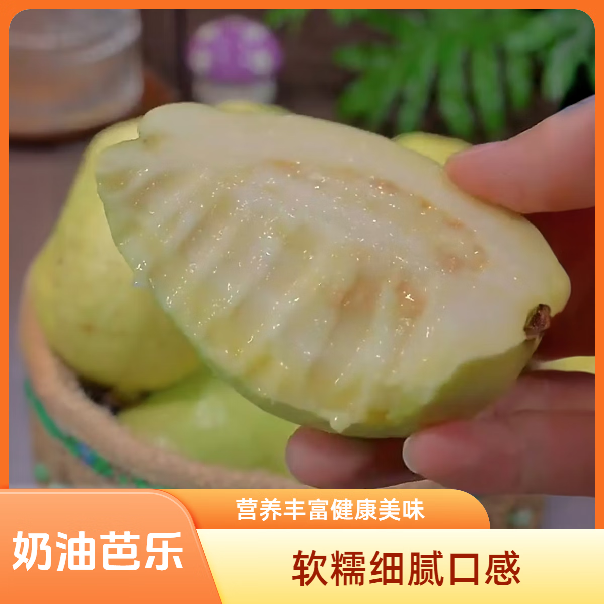 蓝易脆广西新鲜黄金奶油白芭乐冰激凌芭乐软糯土番石榴孕妇水果鸡屎果 广西奶油芭乐老树果 5斤奶油 大果