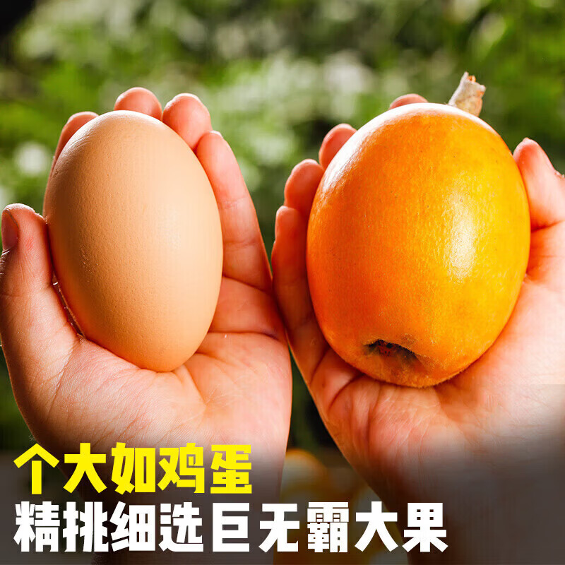 四川米易五星大枇杷水果礼盒高山现摘现发当季新鲜纯甜琵琶特大果 1.4斤礼箱装【90%品尝后选择5斤装】净重1斤  A+级商超果【单果20-30g】【JD顺丰多地次日达】