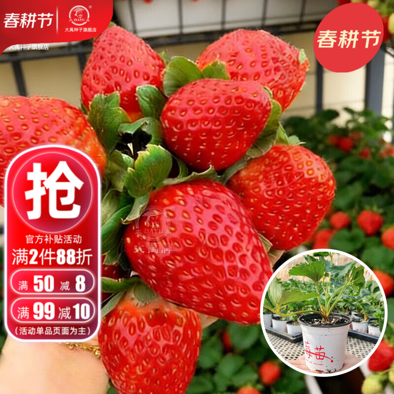大禹白草莓苗秧苗带土带盆发货红颜香野四季奶油草莓盆栽 奶油草莓带盆带土发货苗 1盆+肥