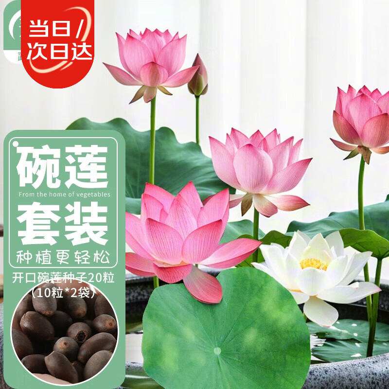 寿禾 碗莲种子已开口水培鱼缸装饰好养四季开花 碗莲2包20粒(10粒/包)