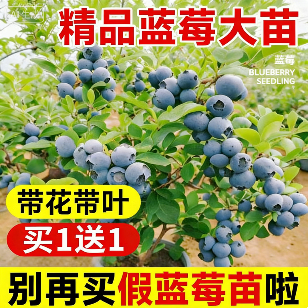 【新手爆盆】蓝莓树果苗盆栽地栽奥尼尔特大带叶南北方种植J 45cm(含)-60cm(含) 6年大苗买1送1（当年结果）