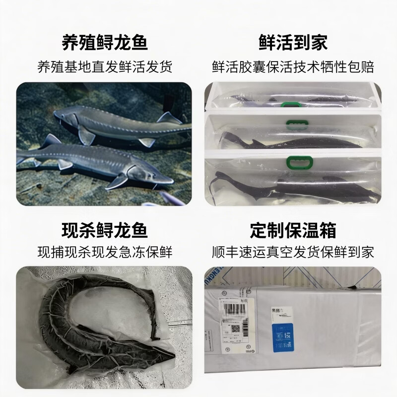源外园鲟鱼鲜活大鱼中华养殖鲟龙鱼包活到家软骨无刺冷水鱼送礼鲟鱼礼盒 16-18斤/条【数量稀少,营养价值高】