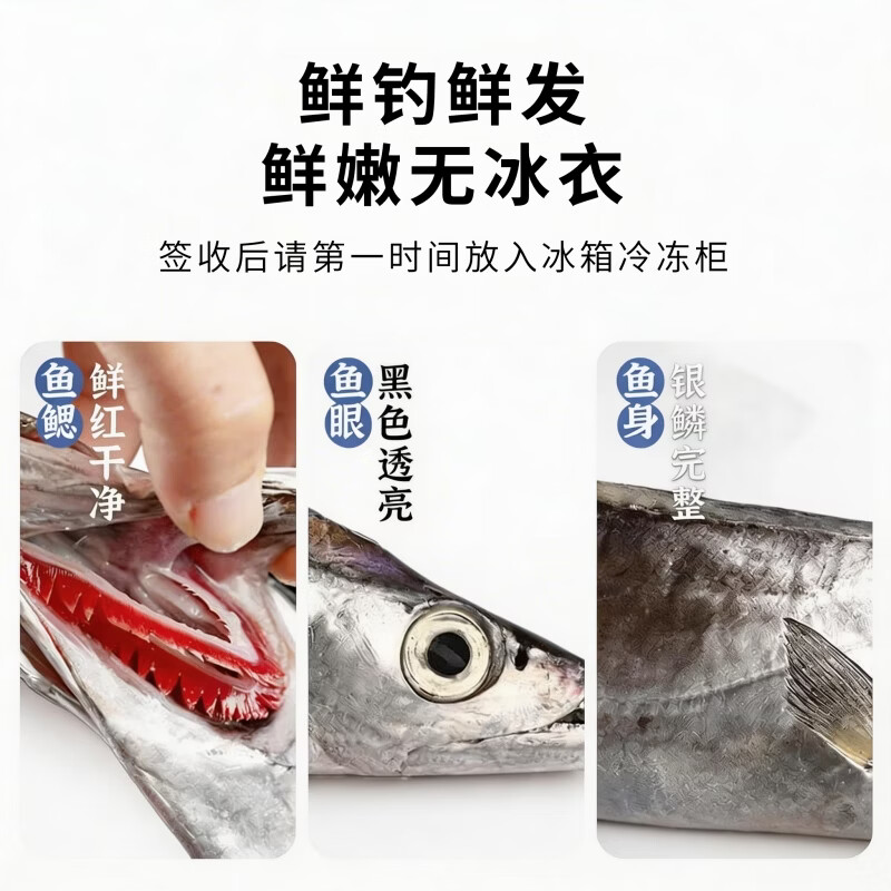 源外园  东海钓带鱼 新鲜船冻特级大钓带鱼整箱大号整条生鲜 鱼类带鱼 3斤无冰带鱼【新鲜饱满】 【4-6两/条】精选黑眼带鱼